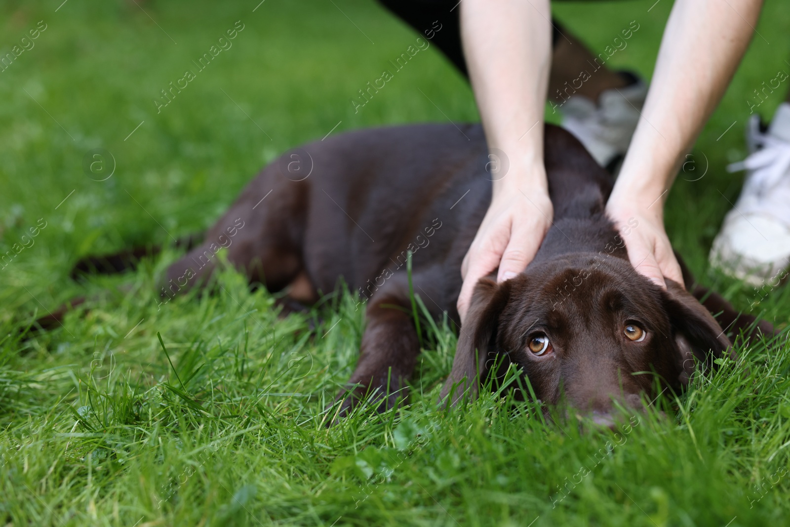 Photo of Man with adorable Labrador Retriever dog on green grass in park, closeup. Space for text