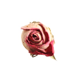 Photo of Beautiful dry rose flower isolated on white, top view
