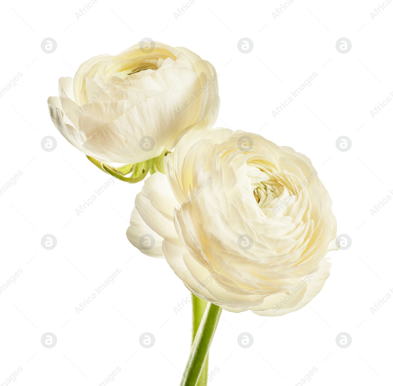 Photo of Beautiful ranunculus flowers on white background