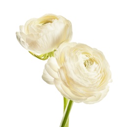 Beautiful ranunculus flowers on white background