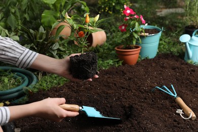 Photo of Woman transplanting pepper plant into soil in garden, closeup. Space for text