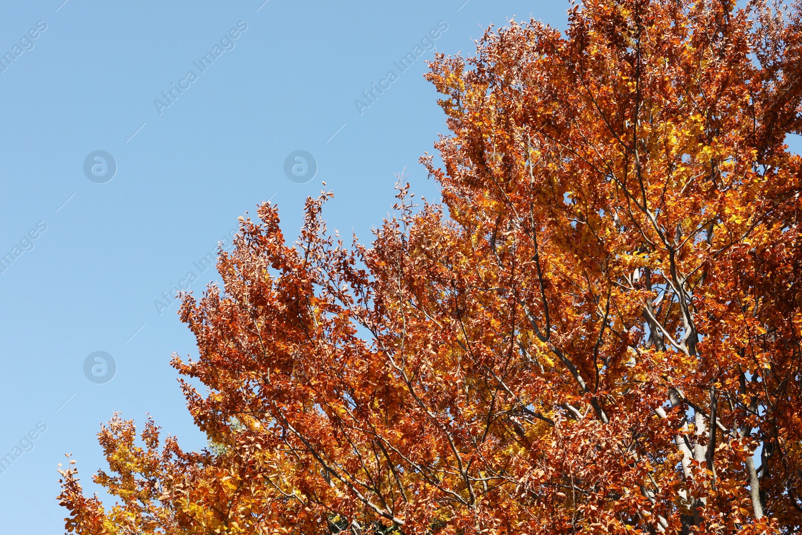 Photo of Beautiful tree with colorful leaves against blue sky on sunny autumn day