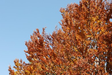 Beautiful tree with colorful leaves against blue sky on sunny autumn day