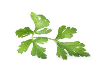 Photo of Sprig of fresh green parsley leaves isolated on white