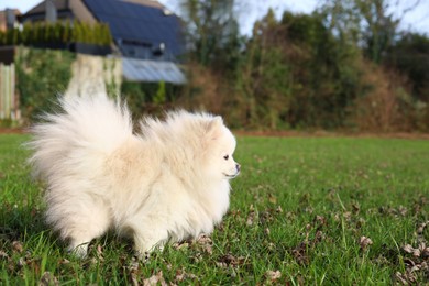 Photo of Cute fluffy Pomeranian dog on green grass outdoors, space for text. Lovely pet