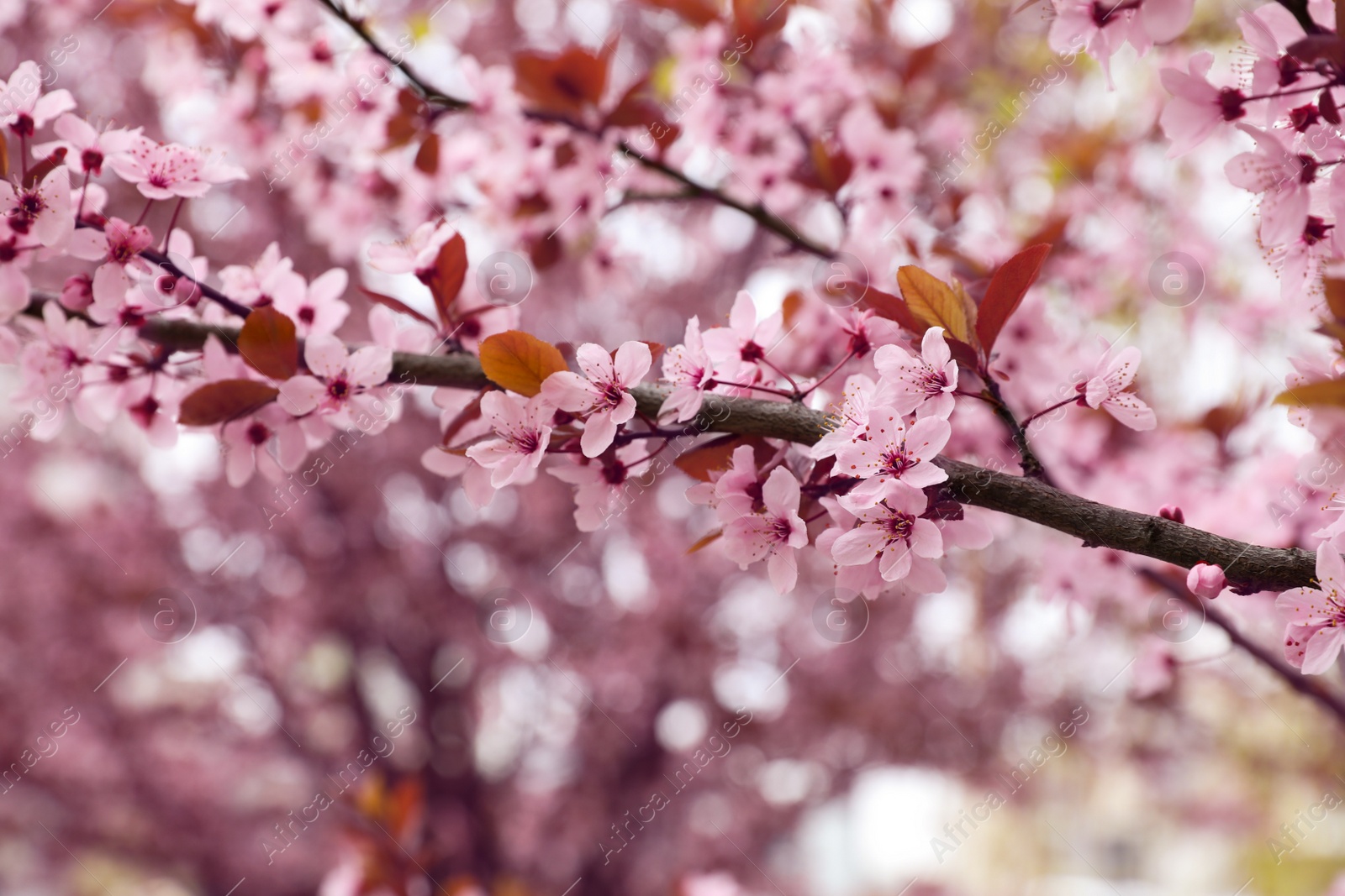 Photo of Closeup view of tree with beautiful pink blossoms outdoors