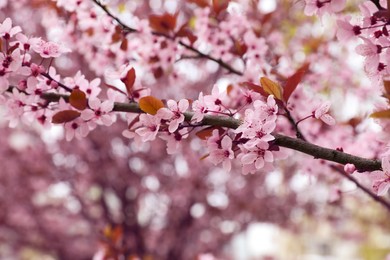 Photo of Closeup view of tree with beautiful pink blossoms outdoors
