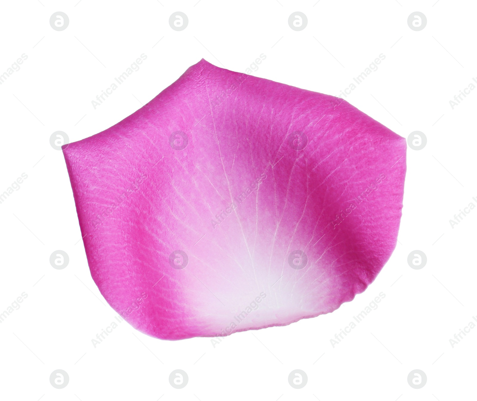 Photo of Pink rose flower petal on white background