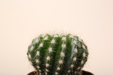 Photo of Beautiful green cactus on white background, closeup. Tropical plant