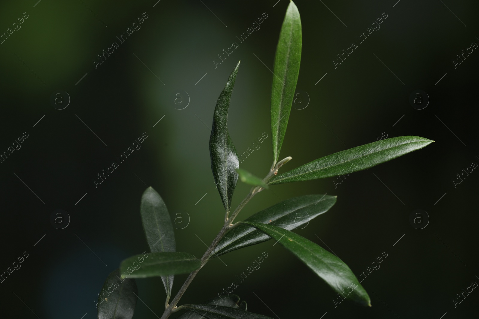 Photo of Olive twig with fresh green leaves on blurred background, closeup