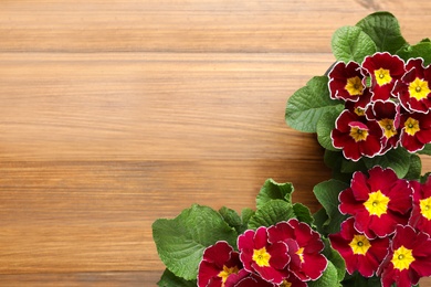 Photo of Beautiful burgundy primula (primrose) flowers on wooden background, flat lay with space for text. Spring blossom