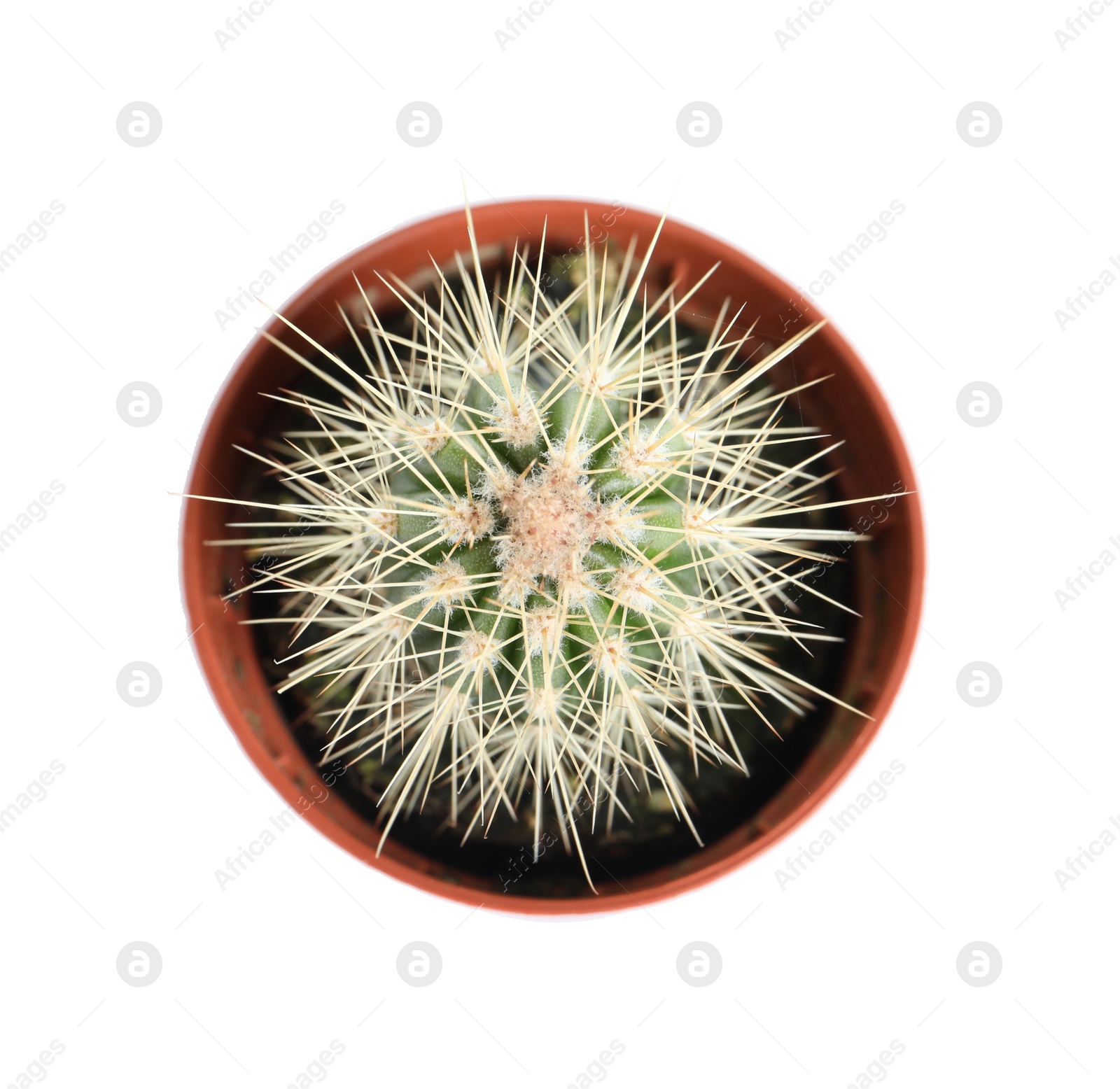 Photo of Succulent plant in flowerpot isolated on white, top view. Home decor