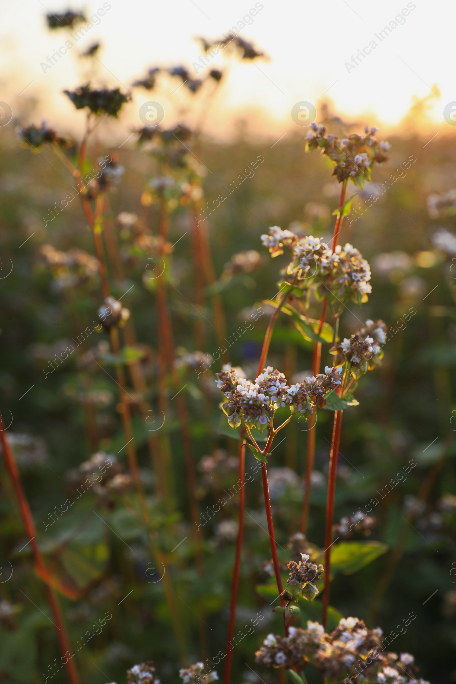 Photo of Many beautiful buckwheat flowers growing in field