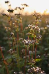 Photo of Many beautiful buckwheat flowers growing in field