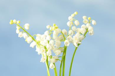 Beautiful lily of the valley flowers against blue sky, closeup