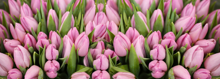 Image of Beautiful bouquet of violet tulips as background. Horizontal banner design