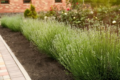 Photo of Beautiful lavender plants growing in flowerbed outdoors
