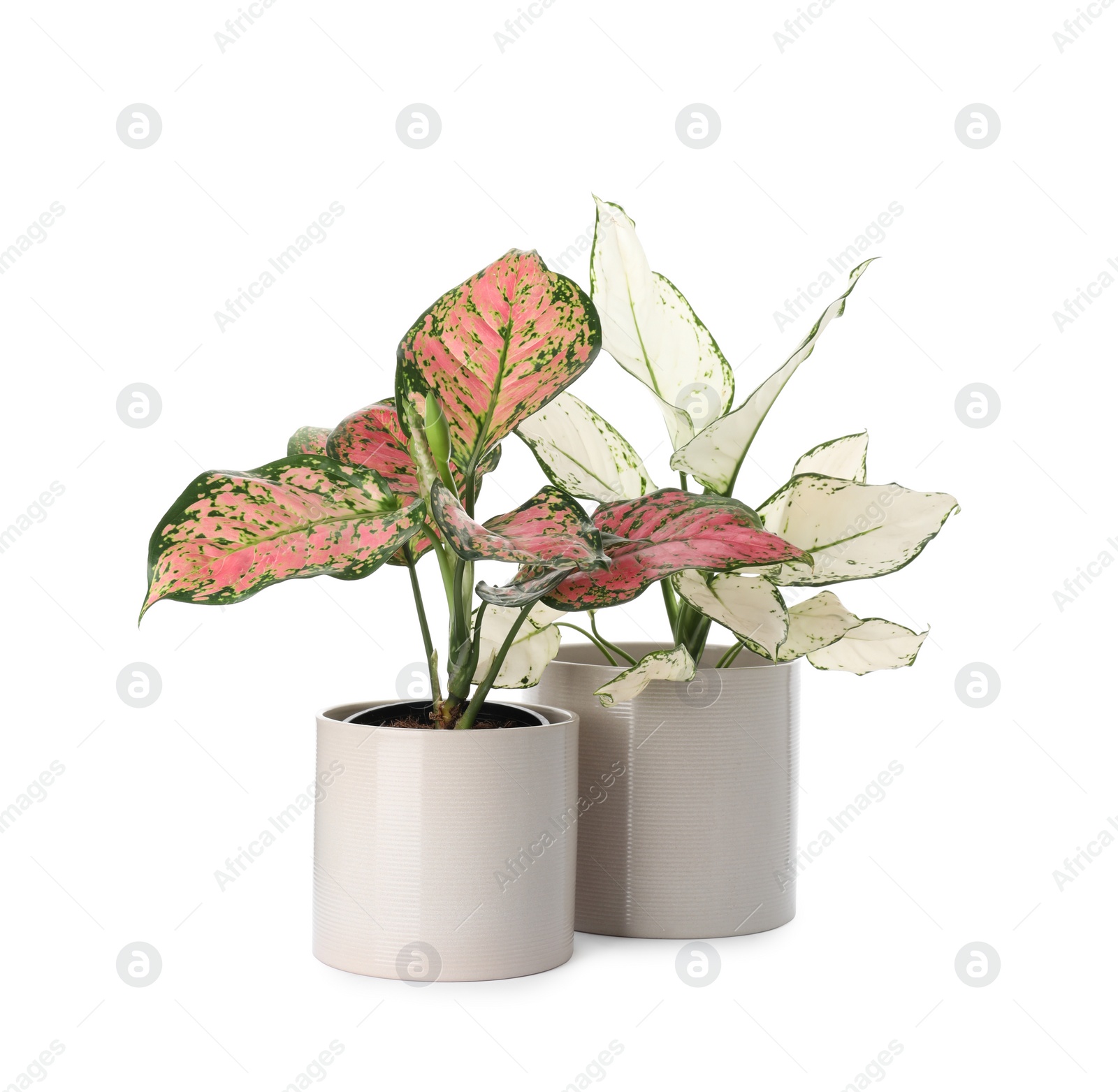 Photo of Beautiful Aglaonema plants in flowerpots isolated on white. House decor