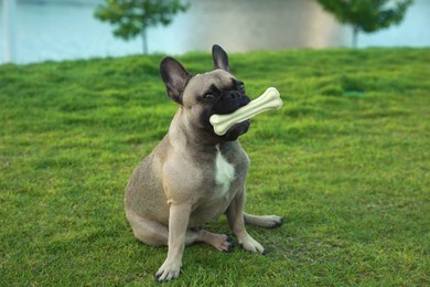 Photo of Cute French bulldog with bone treat on green grass outdoors. Lovely pet