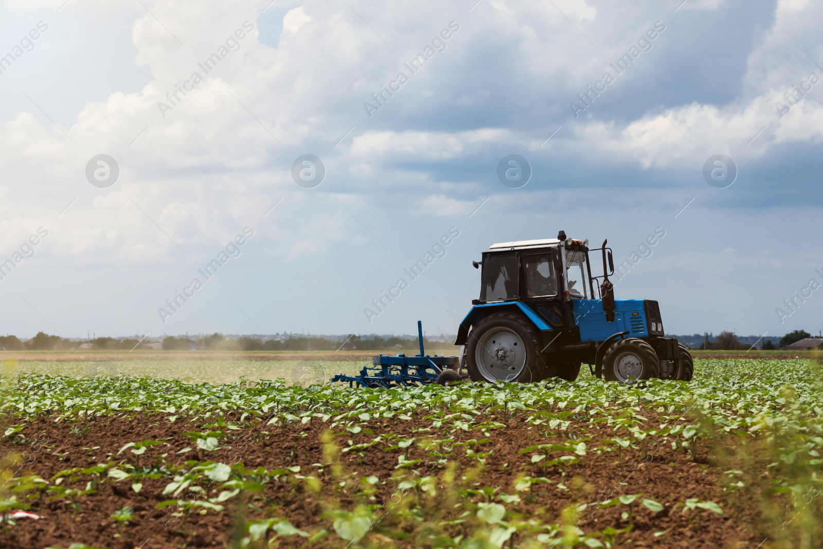 Photo of Modern tractor cultivating field of ripening sunflowers. Agricultural industry