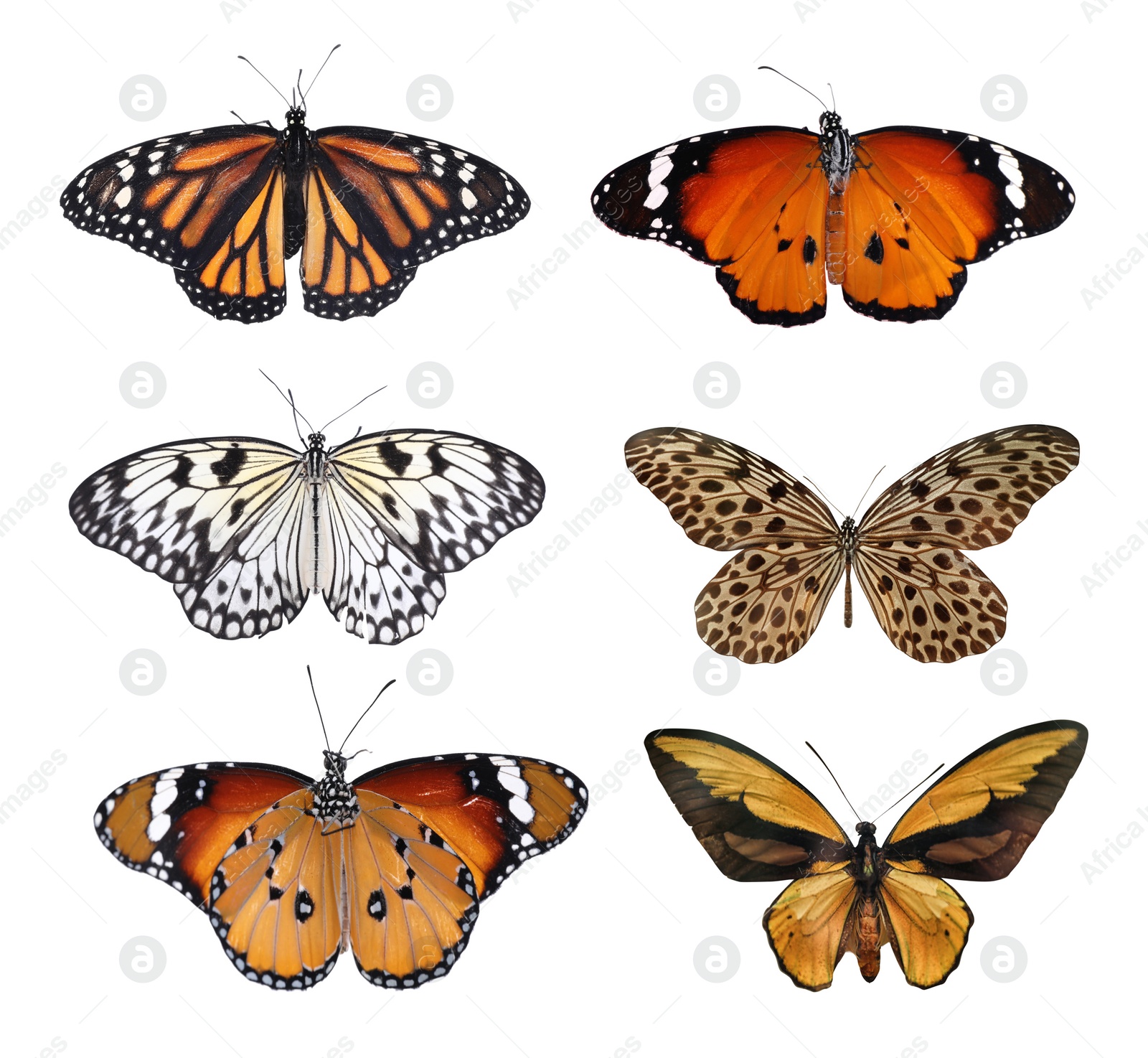 Image of Set of beautiful butterflies on white background