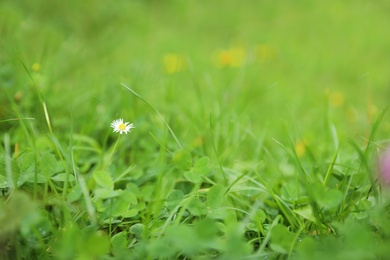 Photo of Green meadow with blooming wild flower, closeup