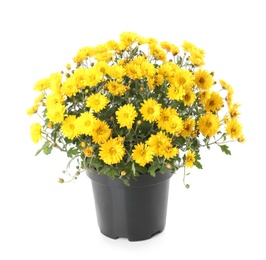 Pot with beautiful colorful chrysanthemum flowers on white background