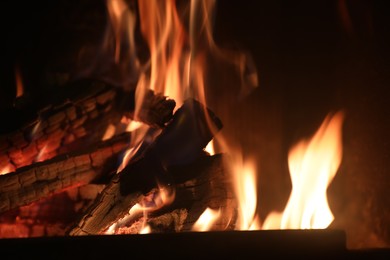 Bonfire with burning firewood on dark background, closeup