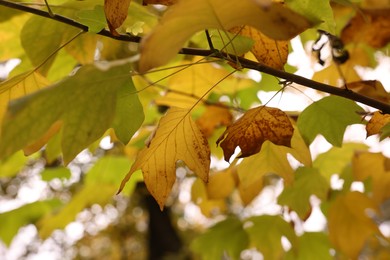 Photo of Branch with beautiful bright leaves outdoors, low angle view. Autumn season