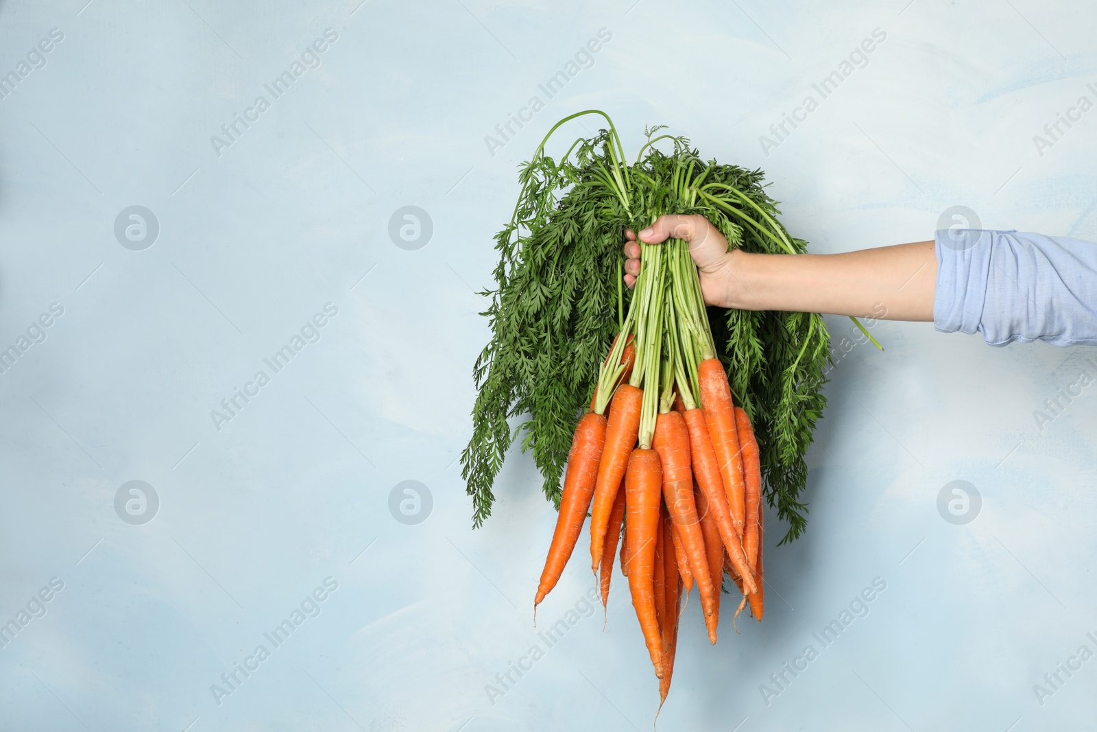 Photo of Woman holding fresh ripe carrots against color background. Space for text