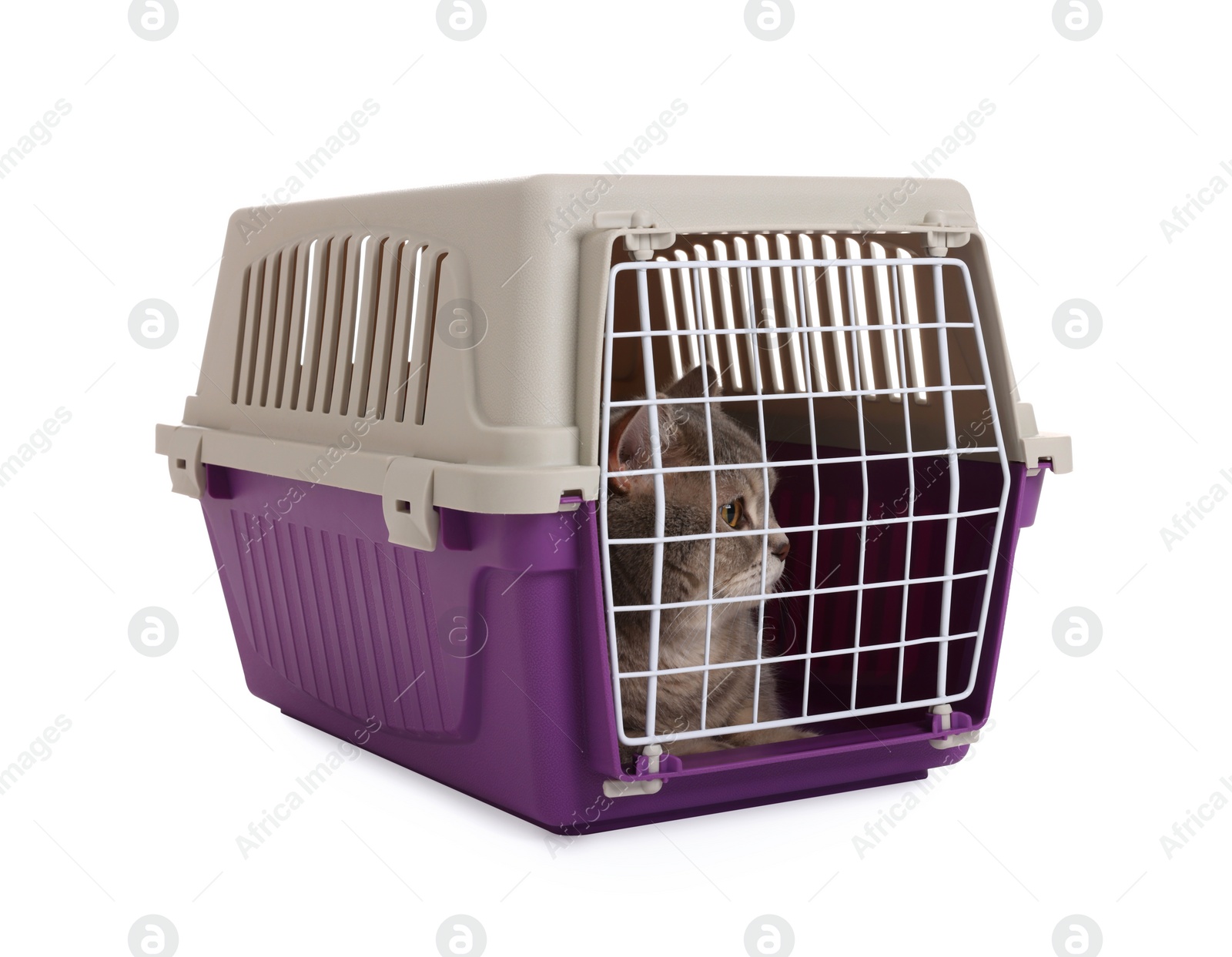 Photo of Travel with pet. Cute cat in carrier on white background