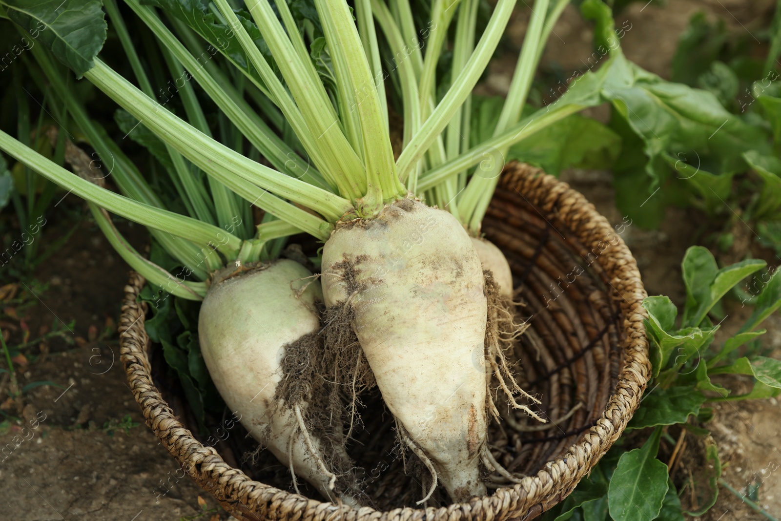 Photo of Fresh white beet plants in wicker basket outdoors, closeup