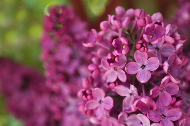 Beautiful lilac flowers on blurred background, closeup. Space for text