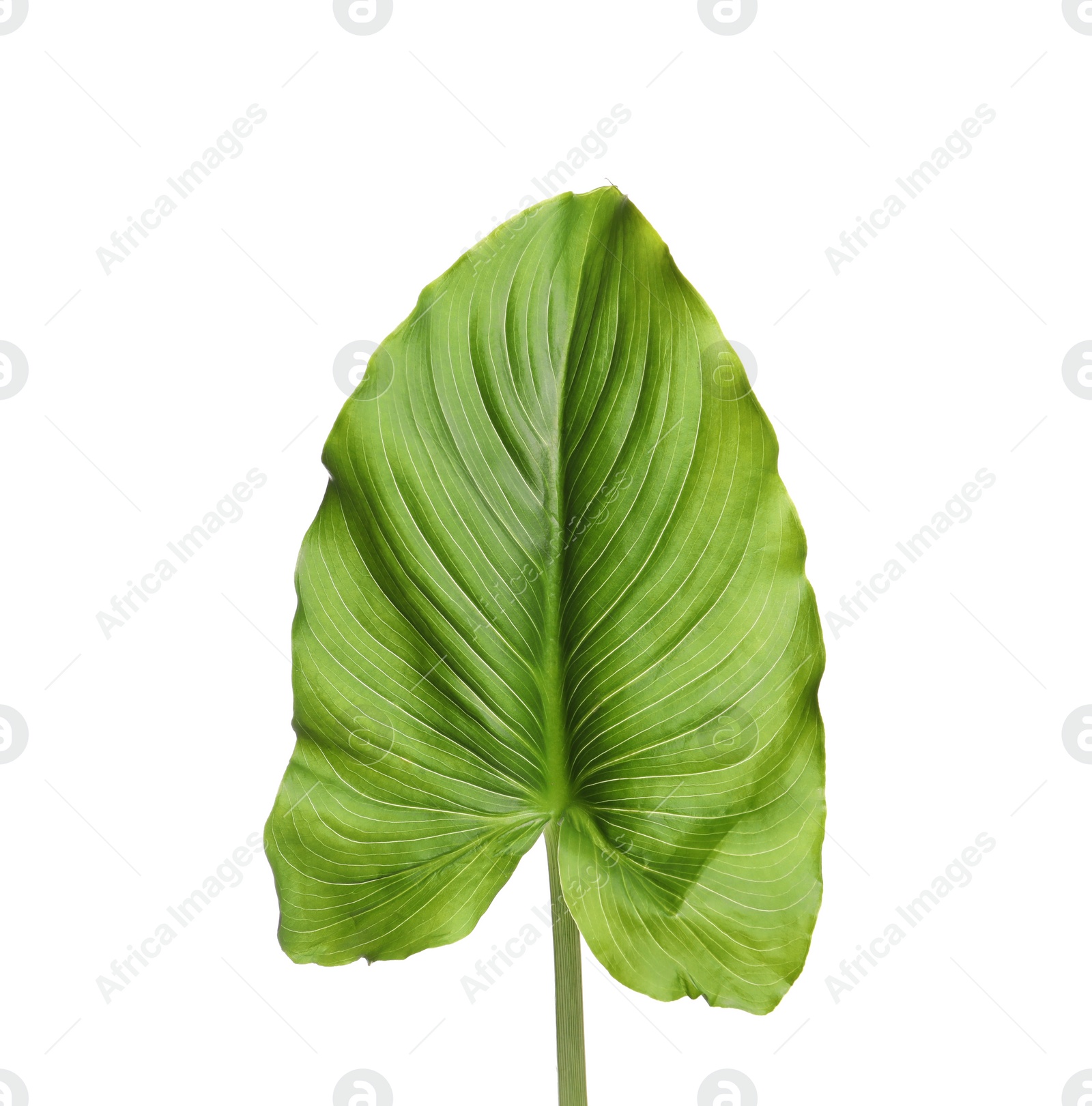 Photo of Beautiful green calla lily leaf on white background