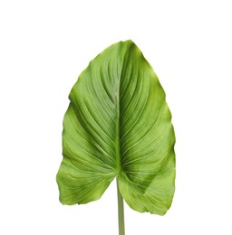 Beautiful green calla lily leaf on white background