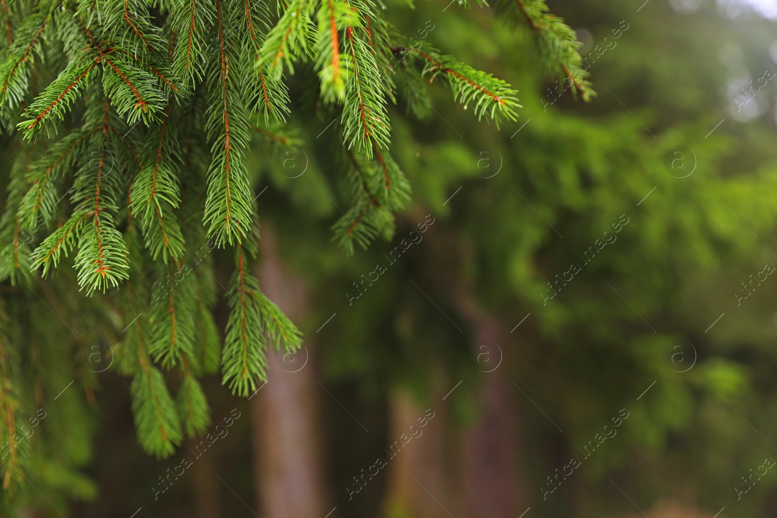 Photo of Beautiful fir with green branches in forest, closeup