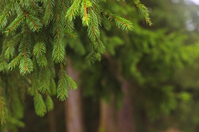 Beautiful fir with green branches in forest, closeup