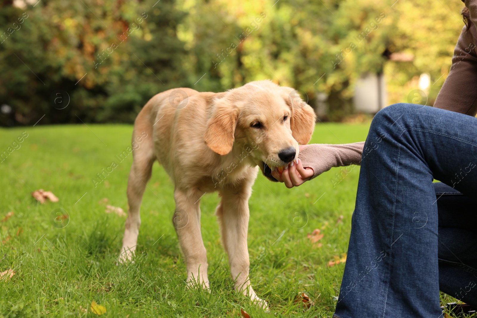 Photo of Woman playing with adorable Labrador Retriever puppy on green grass in park, closeup