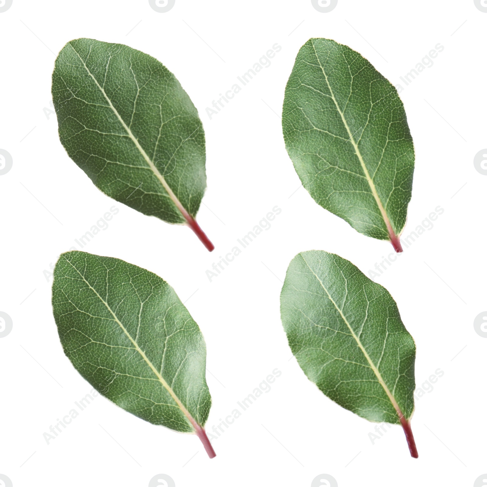 Image of Set of fresh bay leaves on white background