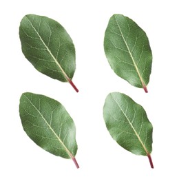 Image of Set of fresh bay leaves on white background