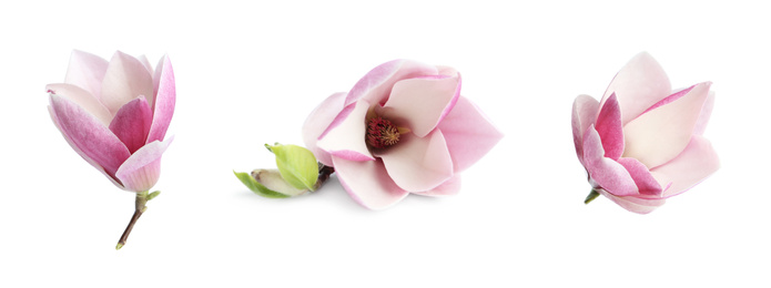 Set with beautiful magnolia flowers on white background, banner design. Spring blossom