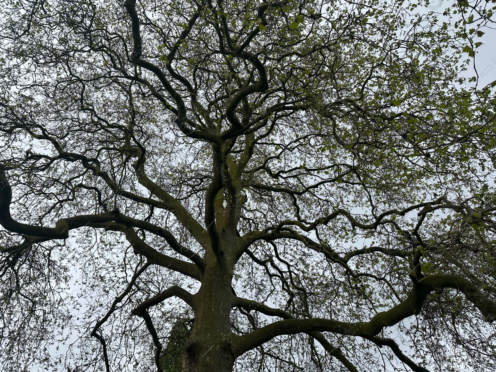 Photo of Beautiful tree growing outdoors, low angle view