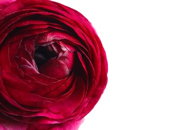 Photo of Beautiful fresh ranunculus flower on white background, closeup