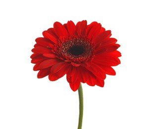 Photo of Beautiful red gerbera flower on white background