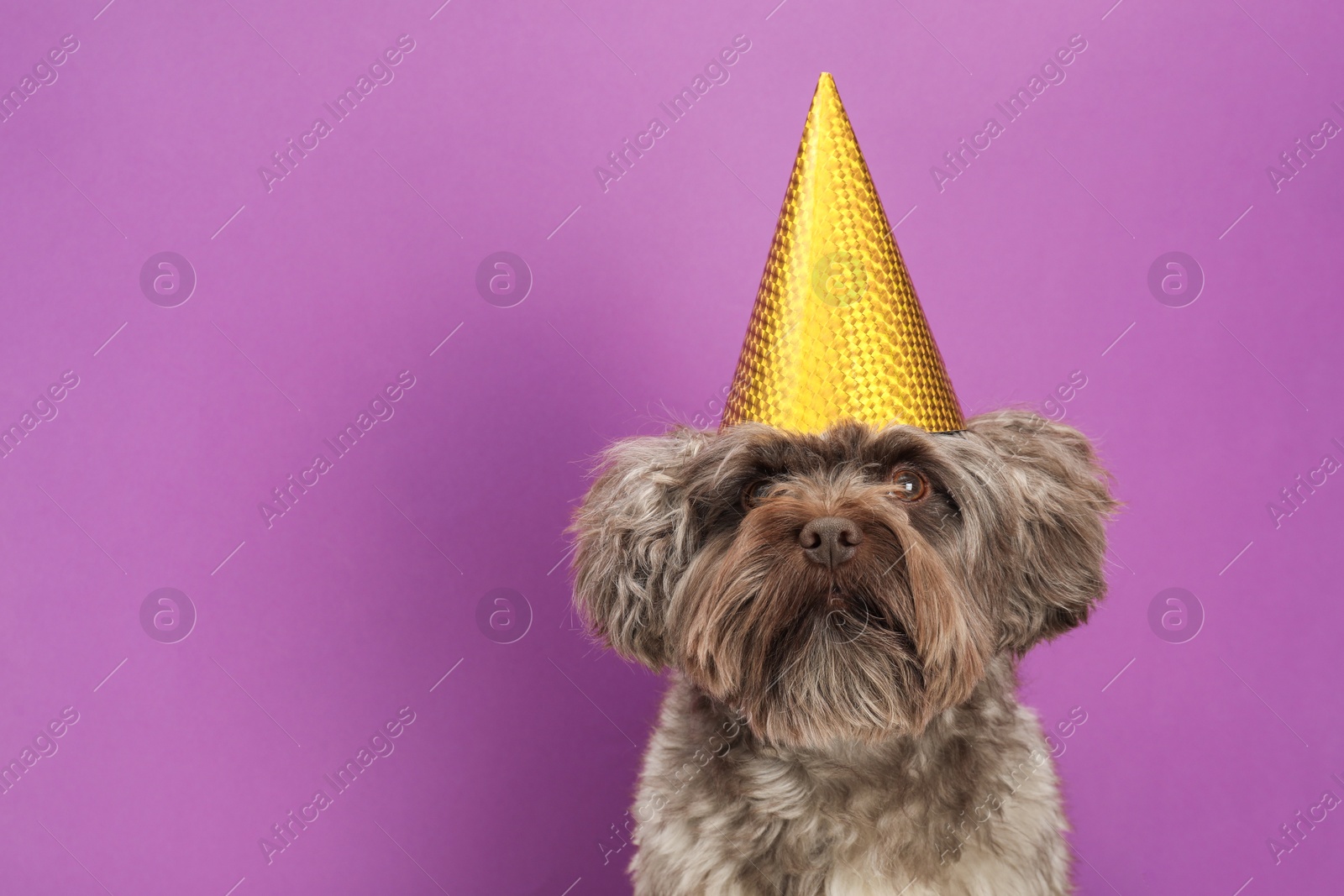 Photo of Cute Maltipoo dog wearing party hat on violet background, space for text. Lovely pet