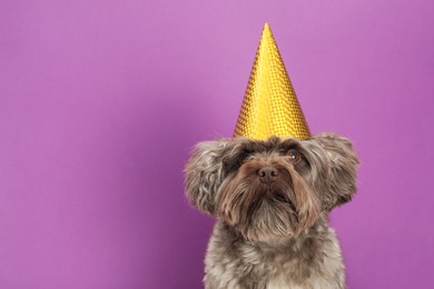 Cute Maltipoo dog wearing party hat on violet background, space for text. Lovely pet