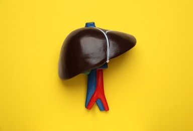 Photo of Model of liver on yellow background, top view