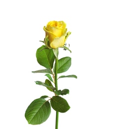 Photo of Beautiful blooming yellow rose on white background