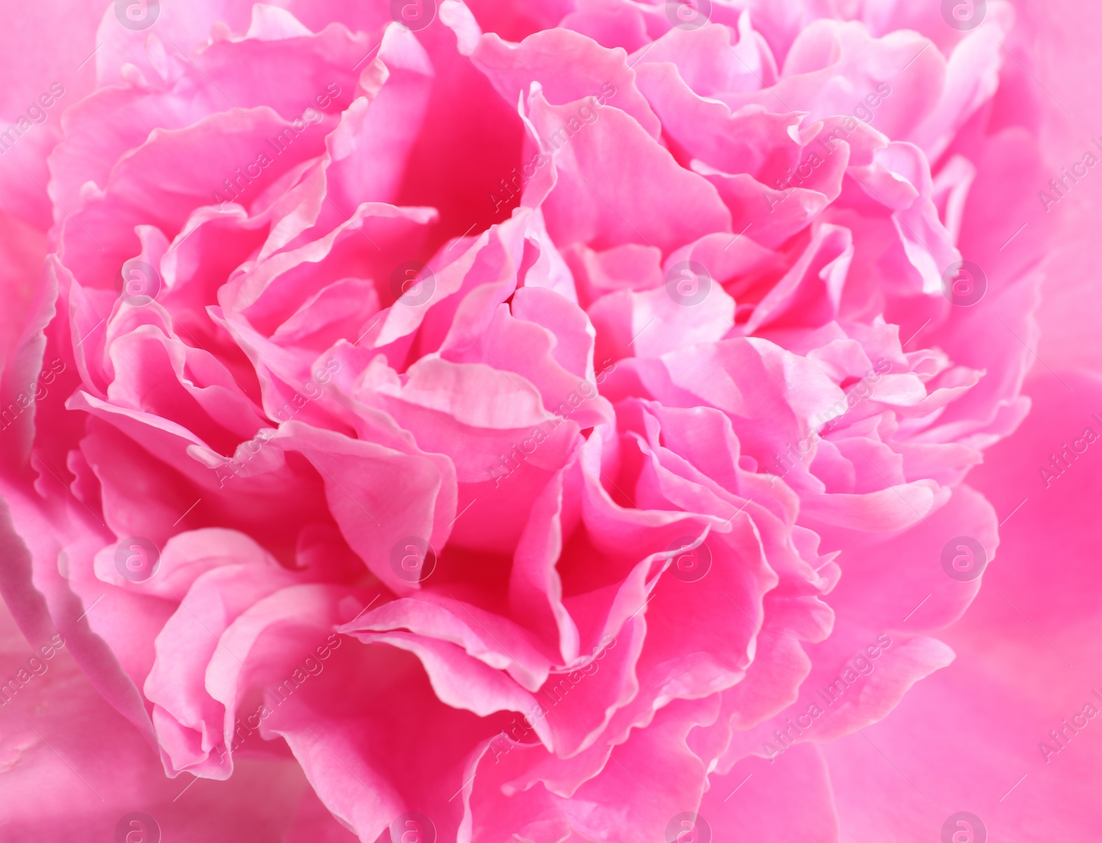 Photo of Beautiful fresh peony flower as background, top view