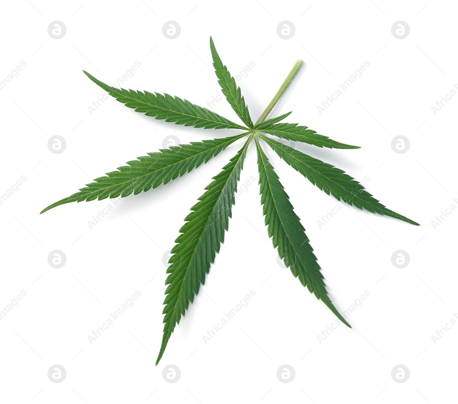 Photo of Fresh green hemp leaf isolated on white, top view
